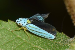 Graphocephala atropunctata