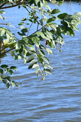 Cephalanthus tetrandra