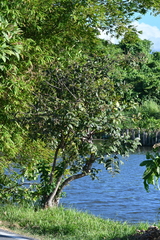 Cephalanthus tetrandra