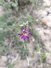 Mimosa aculeaticarpa biuncifera