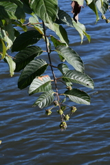 Cephalanthus tetrandra