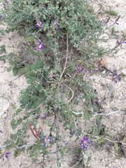 Mimosa aculeaticarpa biuncifera