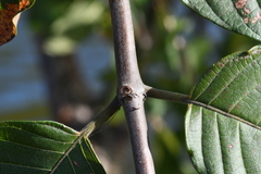 Cephalanthus tetrandra