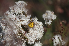Misumenoides formosipes