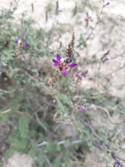 Mimosa aculeaticarpa biuncifera