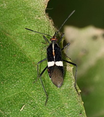 Hypselonotus interruptus