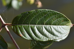 Cephalanthus tetrandra