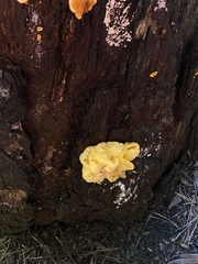 Tremella mesenterica