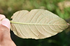 Cephalanthus tetrandra