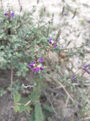 Mimosa aculeaticarpa biuncifera