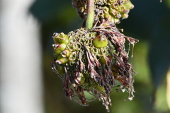 Cephalanthus tetrandra
