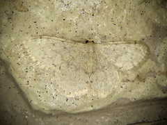 Idaea invalida