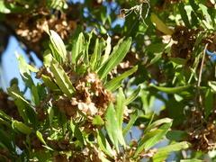Dodonaea