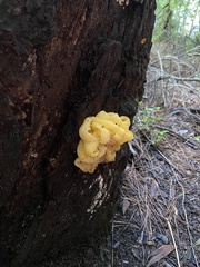 Tremella mesenterica