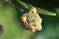Cephalanthus tetrandra