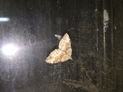 Larentiinae
