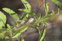 Mermiria picta