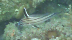 Pareques acuminatus