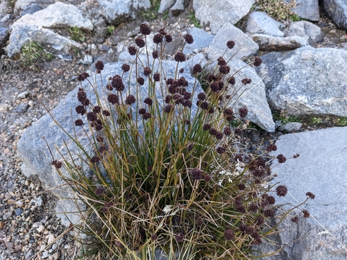 Mertens' rush (Juncus mertensianus)