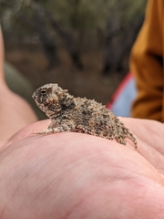 Phrynosoma blainvillii