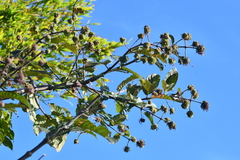 Cephalanthus tetrandra