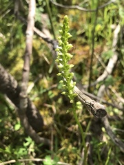 Microtis parviflora