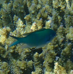 Chromis viridis