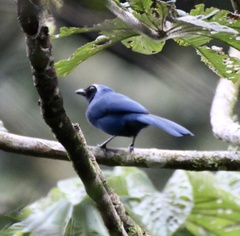 Cyanocorax violaceus