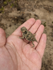 Phrynosoma blainvillii