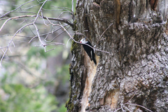 Dryobates albolarvatus