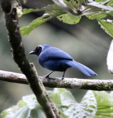 Cyanocorax violaceus