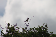 Myiarchus