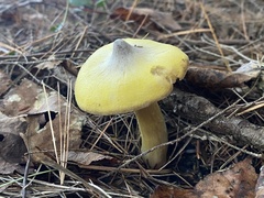 Tricholoma davisiae