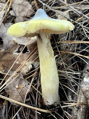 Tricholoma davisiae