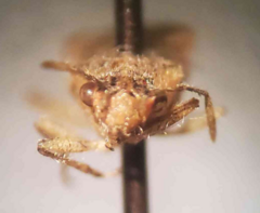 Brachycarenus tigrinus