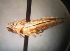 Brachycarenus tigrinus