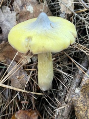 Tricholoma davisiae
