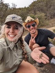 Phrynosoma blainvillii