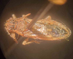 Brachycarenus tigrinus