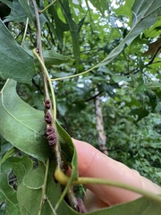 Kokkocynips difficilis