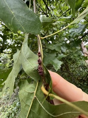 Kokkocynips difficilis