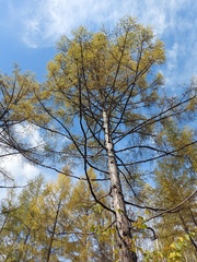 Larix gmelinii