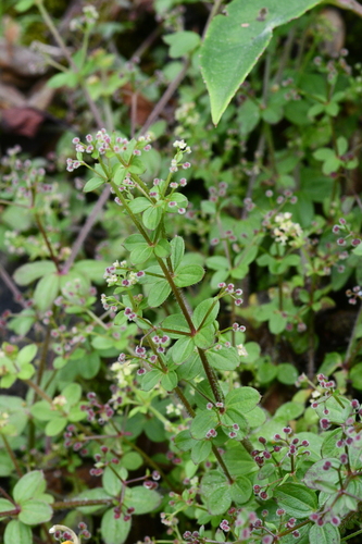 Galium formosense Ohwi
