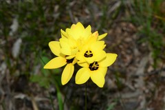 Ixia fuscocitrina