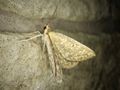 Synegia hadassa