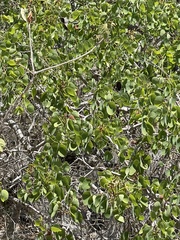 Bauhinia acuminata