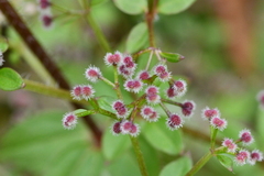 Galium formosense