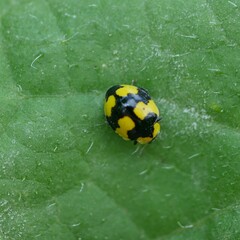 Illeis galbula