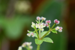 Galium formosense