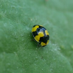 Illeis galbula